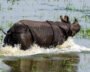 India Joins In Push To Crack Down On Wildlife Crime