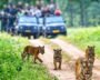 Assam Unveils Rs 534 Crore Plan For Major Wildlife Safari