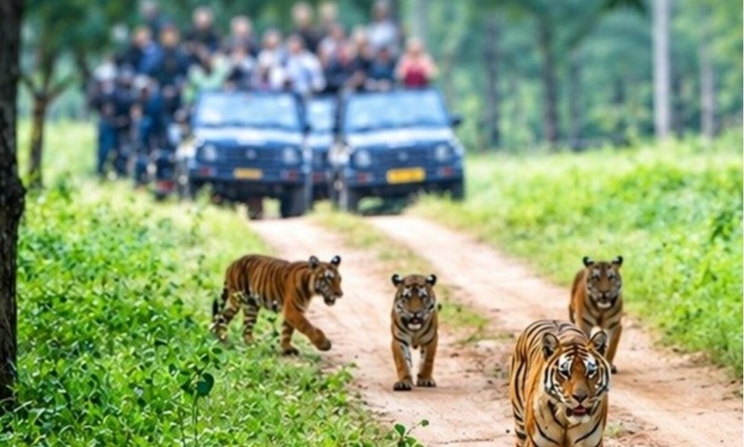 Assam Unveils Rs 534 Crore Plan For Major Wildlife Safari