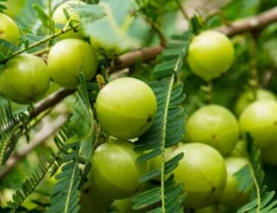 Amla And The Many Ways It Can Benefit You