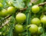 Amla And The Many Ways It Can Benefit You