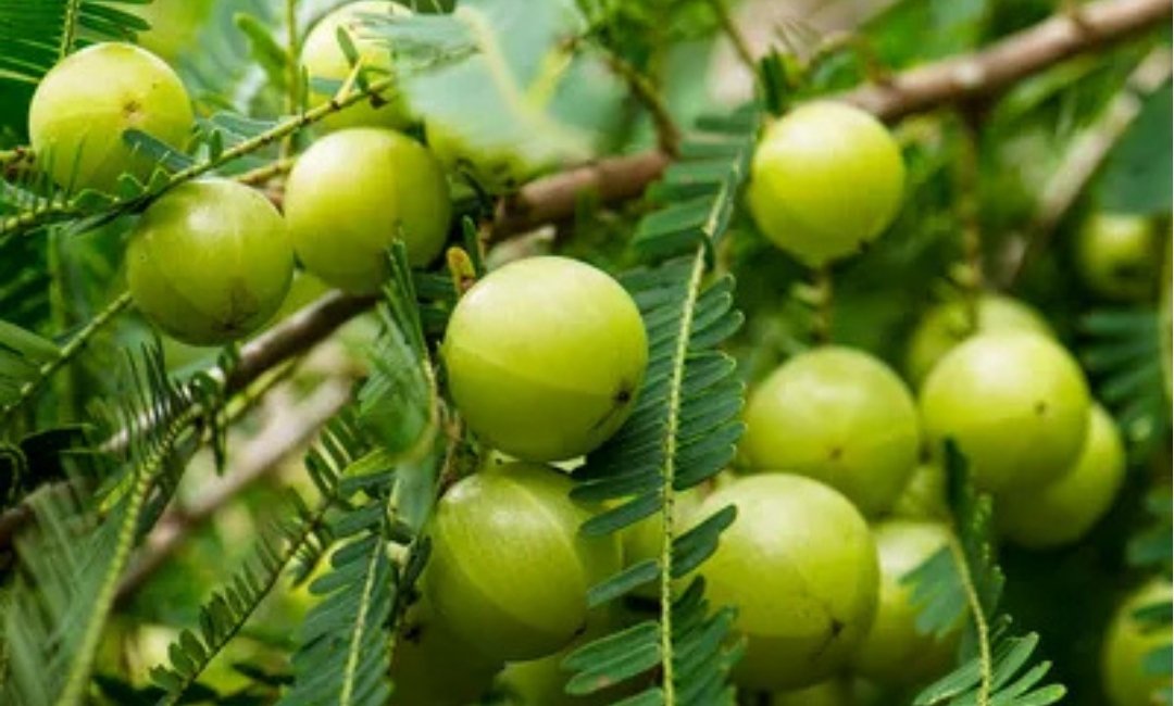 Amla And The Many Ways It Can Benefit You