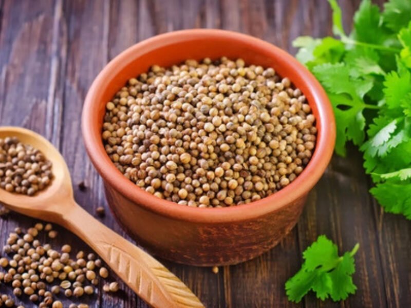 Cilantro, A Herb And A Spice, Has Many Traditional Uses