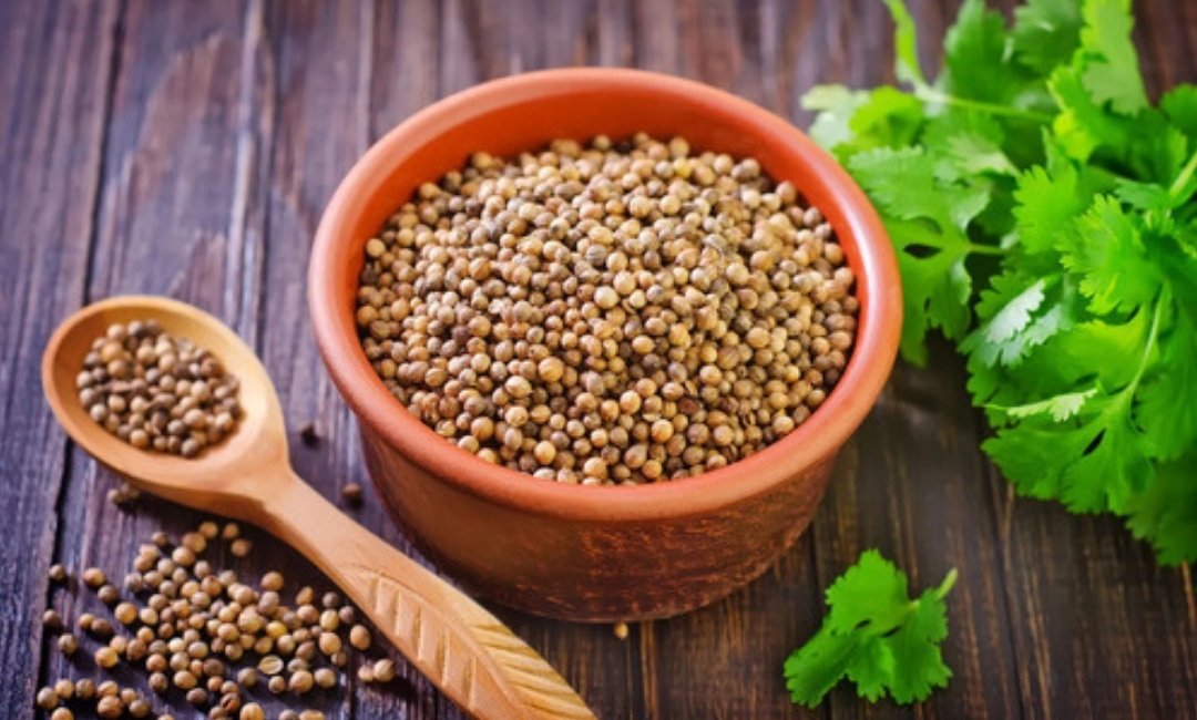 Cilantro, A Herb And A Spice, Has Many Traditional Uses