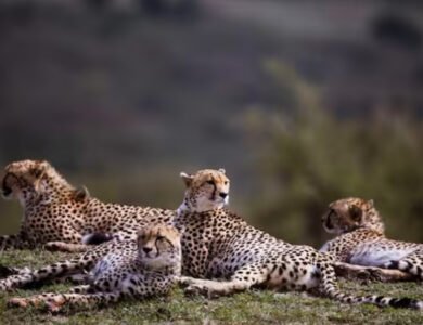 Cheetah in its natural habitat at Kuno National Park, Madhya Pradesh
