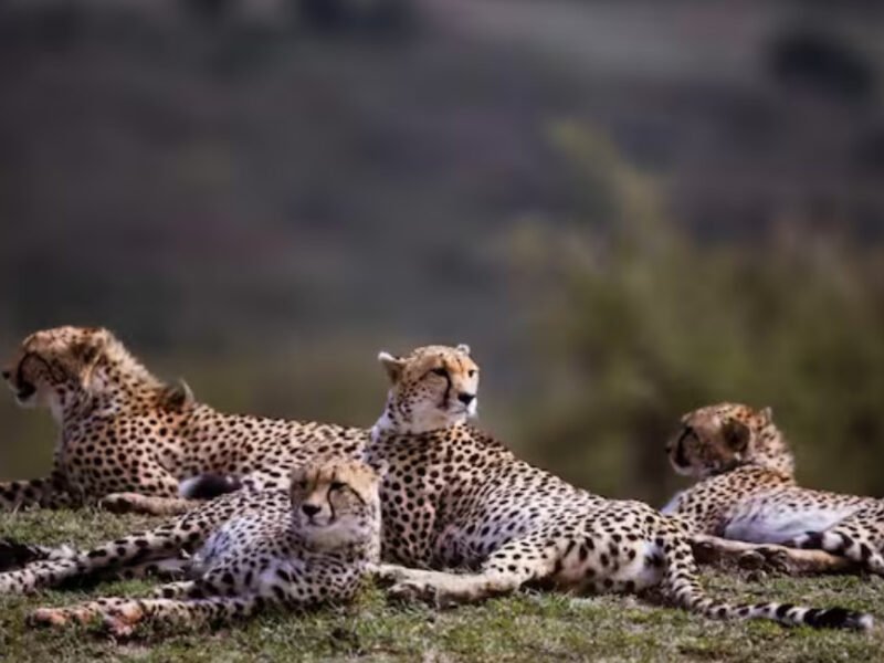 Cheetah in its natural habitat at Kuno National Park, Madhya Pradesh