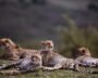Cheetah in its natural habitat at Kuno National Park, Madhya Pradesh