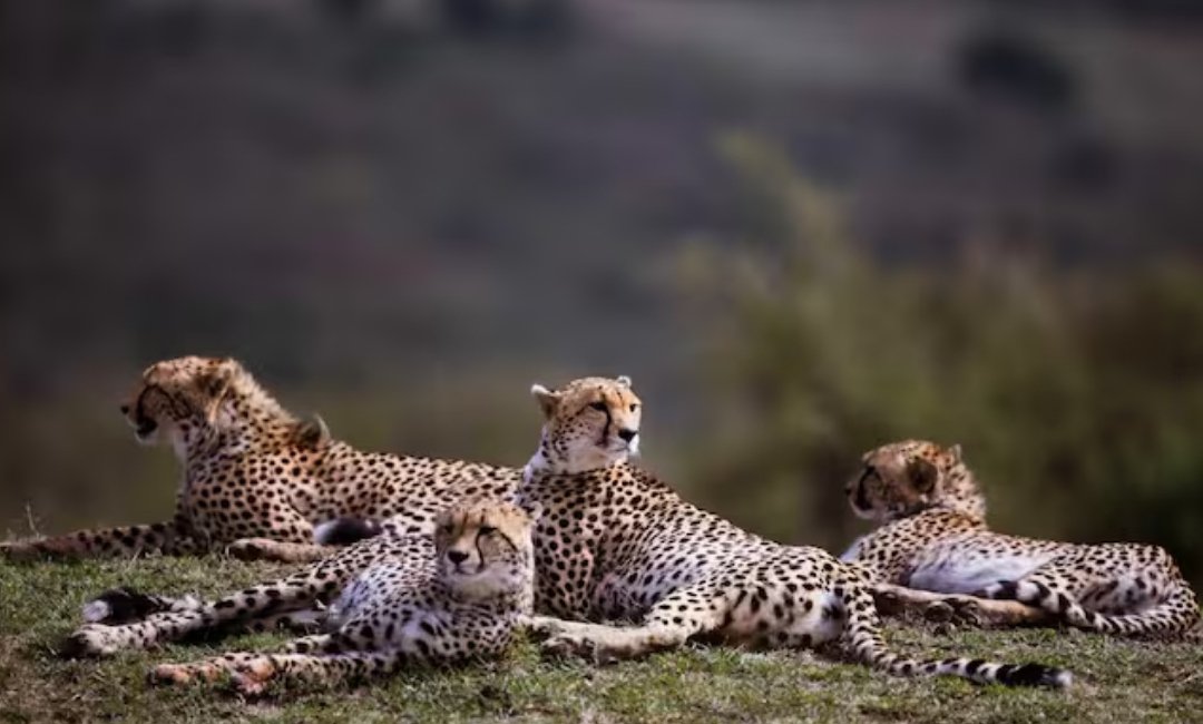 Cheetah in its natural habitat at Kuno National Park, Madhya Pradesh