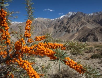Bright orange sea buckthorn berries growing on a shrub in Ladakh