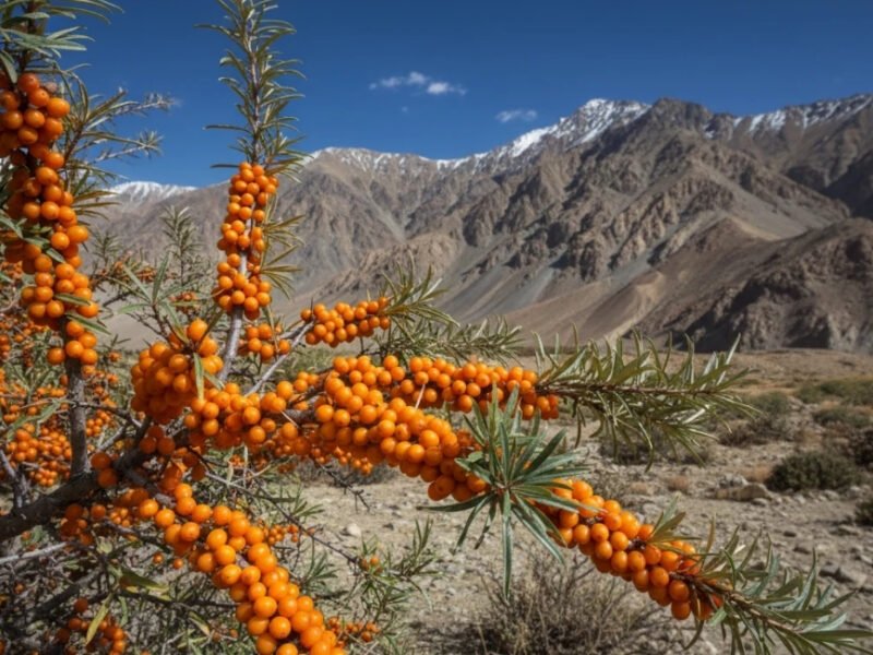 Bright orange sea buckthorn berries growing on a shrub in Ladakh