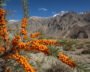 Bright orange sea buckthorn berries growing on a shrub in Ladakh
