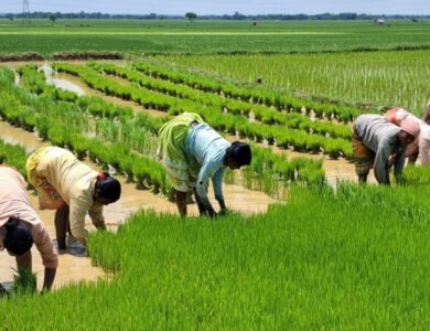 Beyond 'Mother India': Women Farmers Seek Greater Recognition
