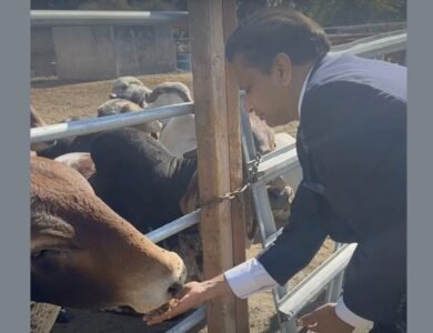 Ritesh Tandon feeds a cow at Sri Surabhi Go Ksetra in Pleasanton, California