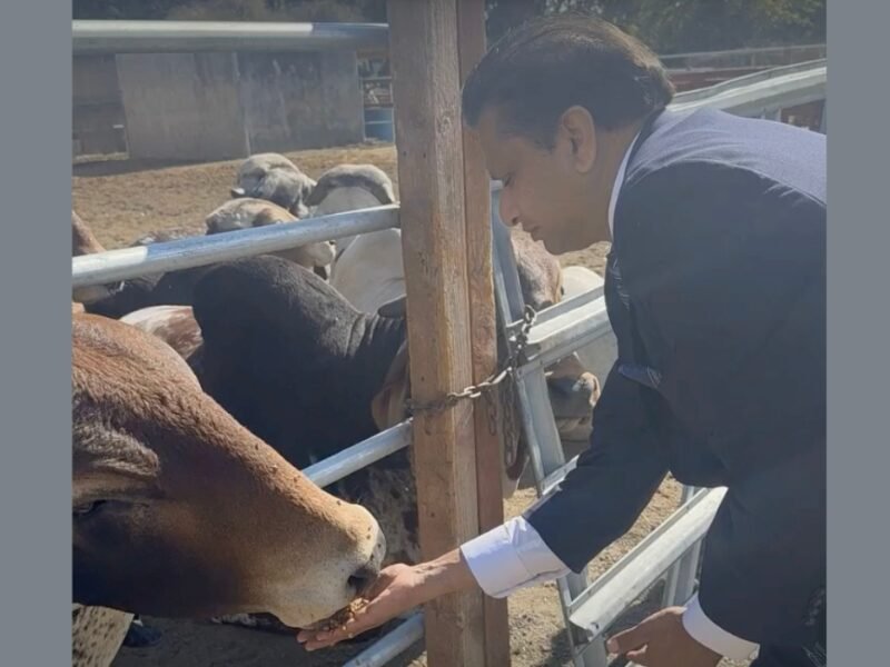 Ritesh Tandon feeds a cow at Sri Surabhi Go Ksetra in Pleasanton, California