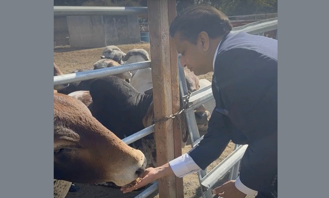 Ritesh Tandon feeds a cow at Sri Surabhi Go Ksetra in Pleasanton, California