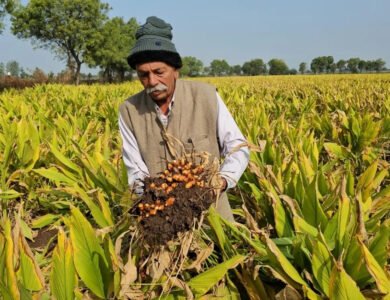 Gujarat farmer Kalubhai Patel with his organically grown turmeric