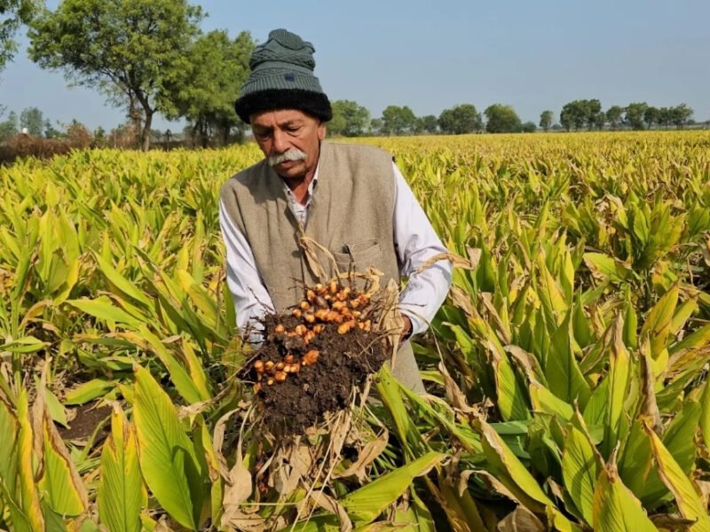 Gujarat farmer Kalubhai Patel with his organically grown turmeric