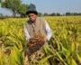 Gujarat farmer Kalubhai Patel with his organically grown turmeric