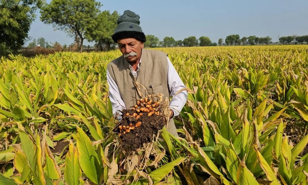 Gujarat farmer Kalubhai Patel with his organically grown turmeric