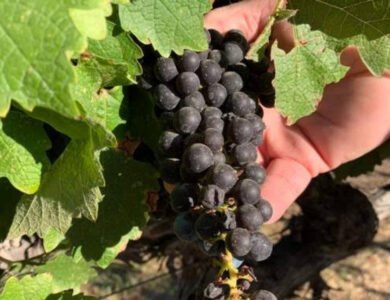 Wine grapes growing in a California vineyard