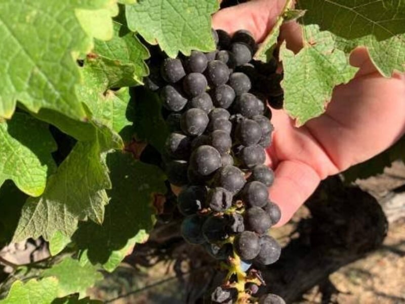 Wine grapes growing in a California vineyard