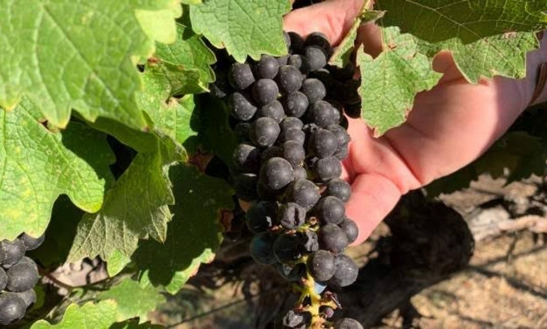 Wine grapes growing in a California vineyard